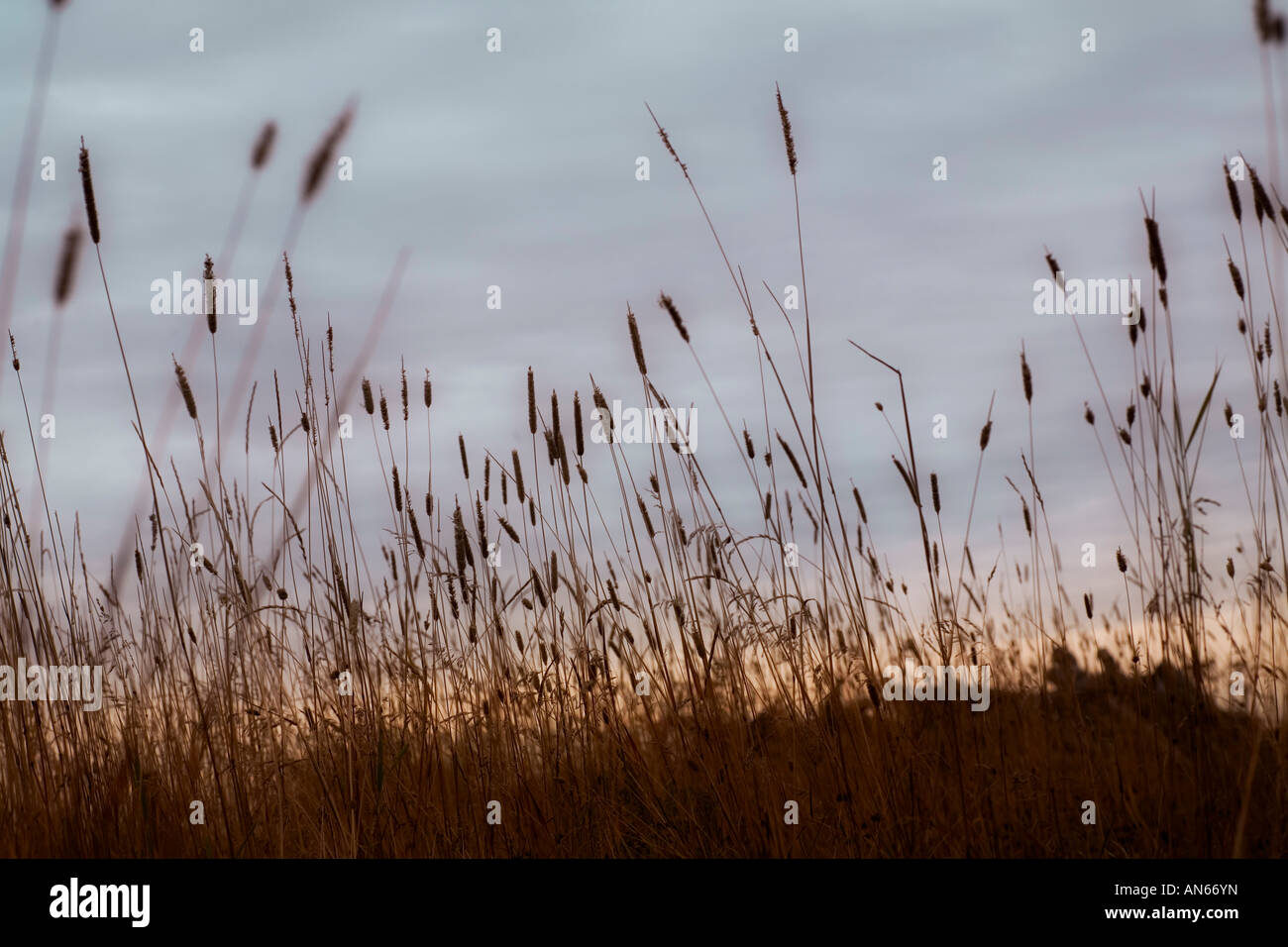 Cat tails Stock Photo