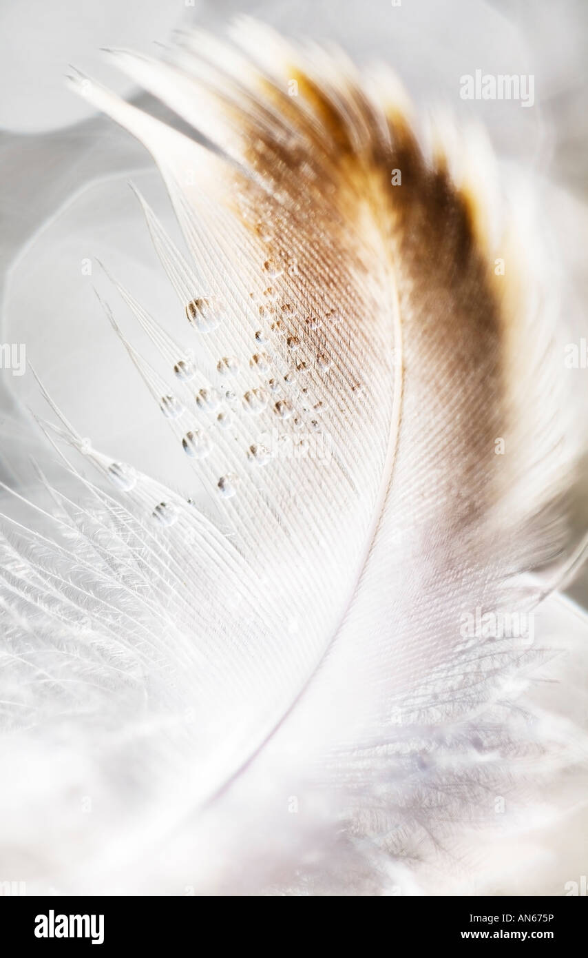 Close up of a feather Stock Photo