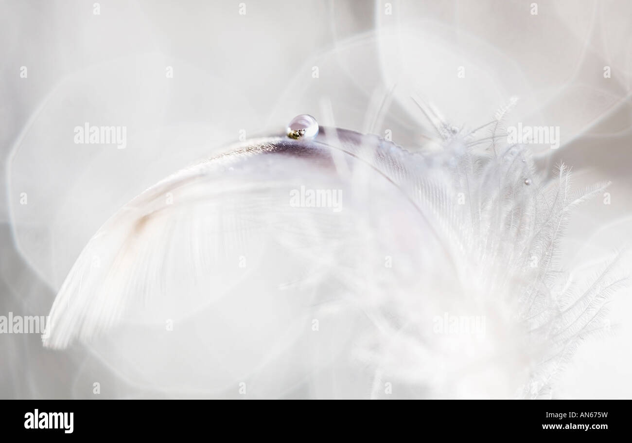 Delicate feather textures hi-res stock photography and images - Alamy