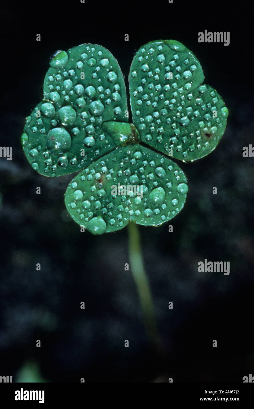 Regentropfen auf Kleeblatt Raindrops on clover leaf Bayrischer Wald Np Stock Photo