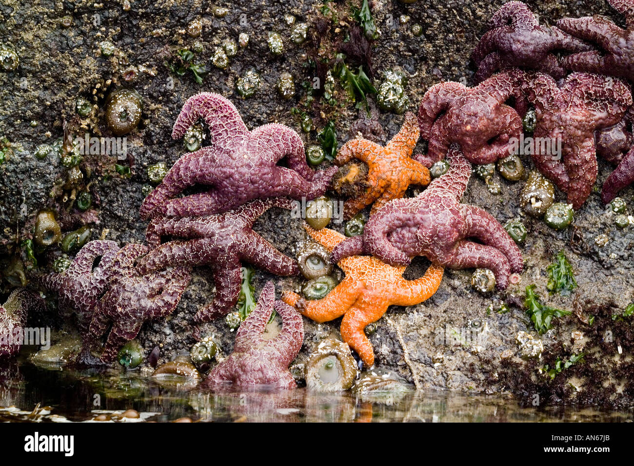 Starfish visual data 2