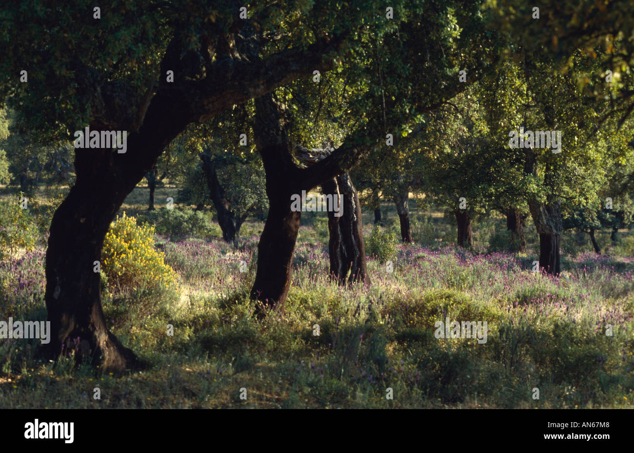 Korkeichen Quercus ruber Extremadura Spanien Spain Stock Photo
