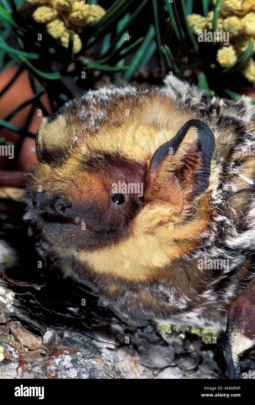 Hoary Bat Lasiurus cinereus Burro Mountains New Mexico United States May Adult Male Vespertilionidae Stock Photo