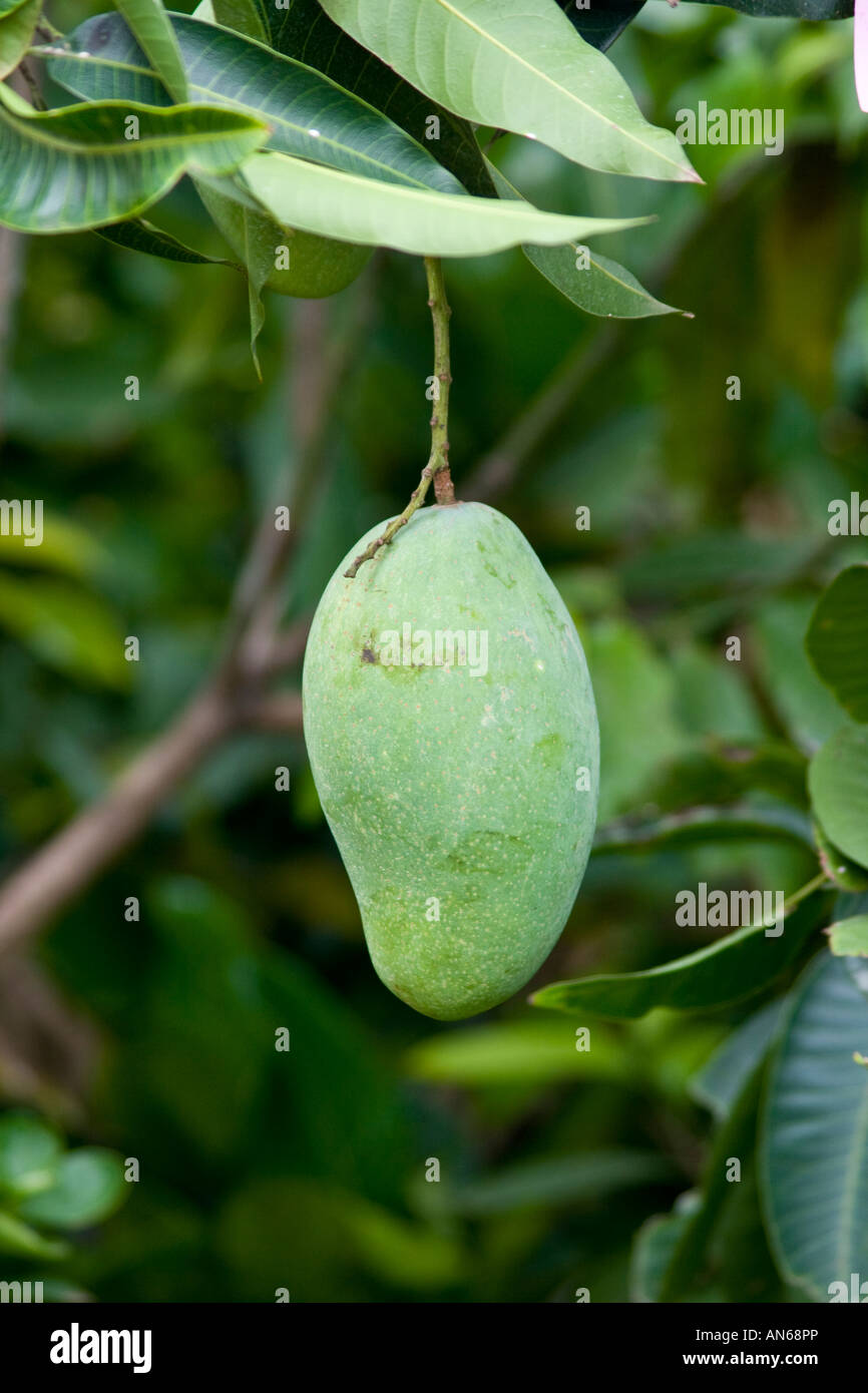 Mango Hanging from a Tree Jakarta Indonesia Stock Photo Alamy