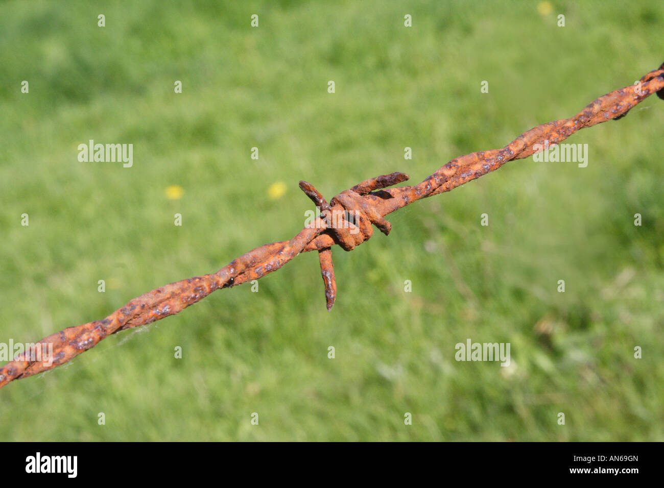Rusty barbed wire Stock Photo Alamy