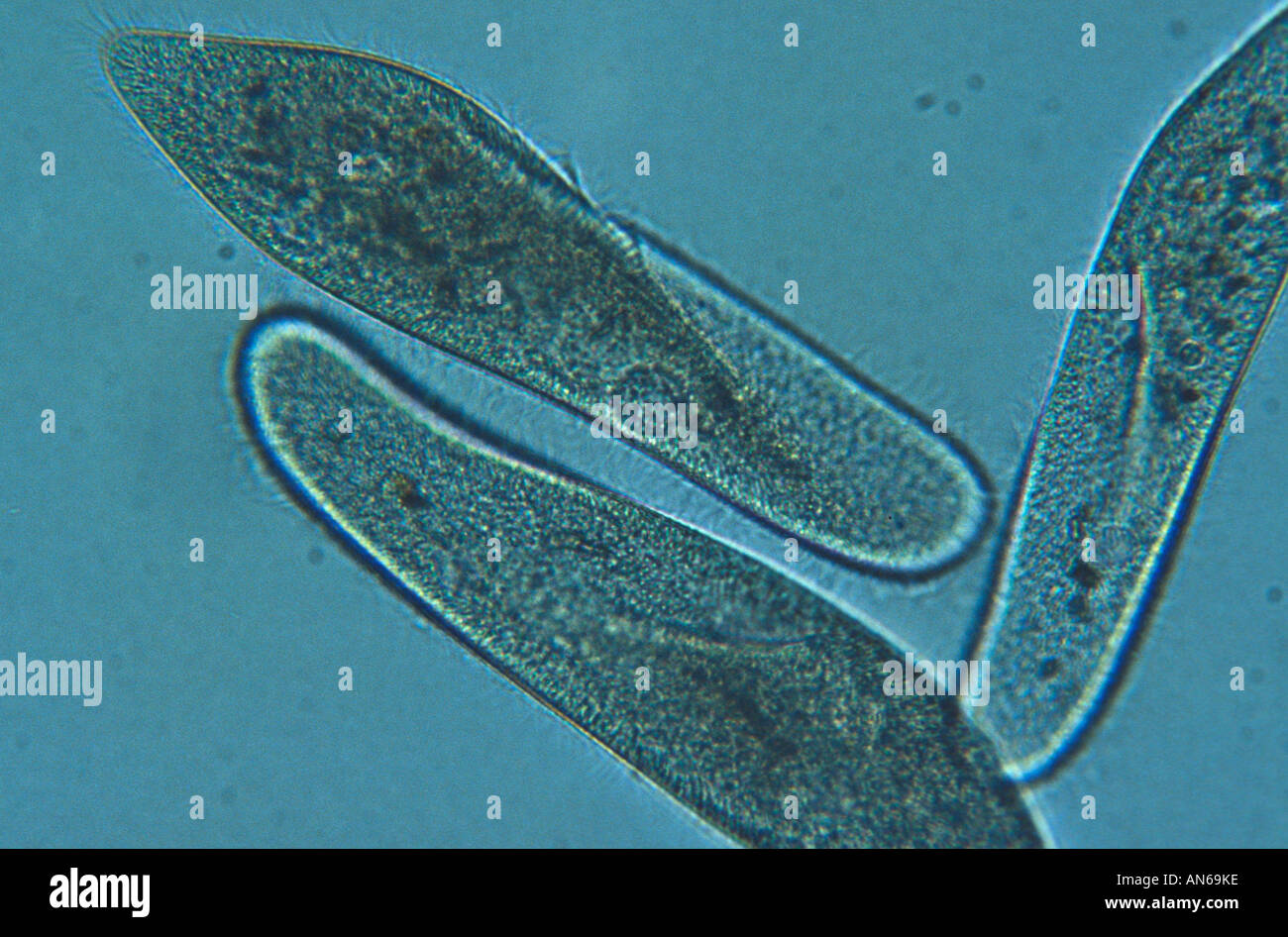 Protozoan, Pantoffeltierchen Einzeller Paramecium condatum Stock Photo