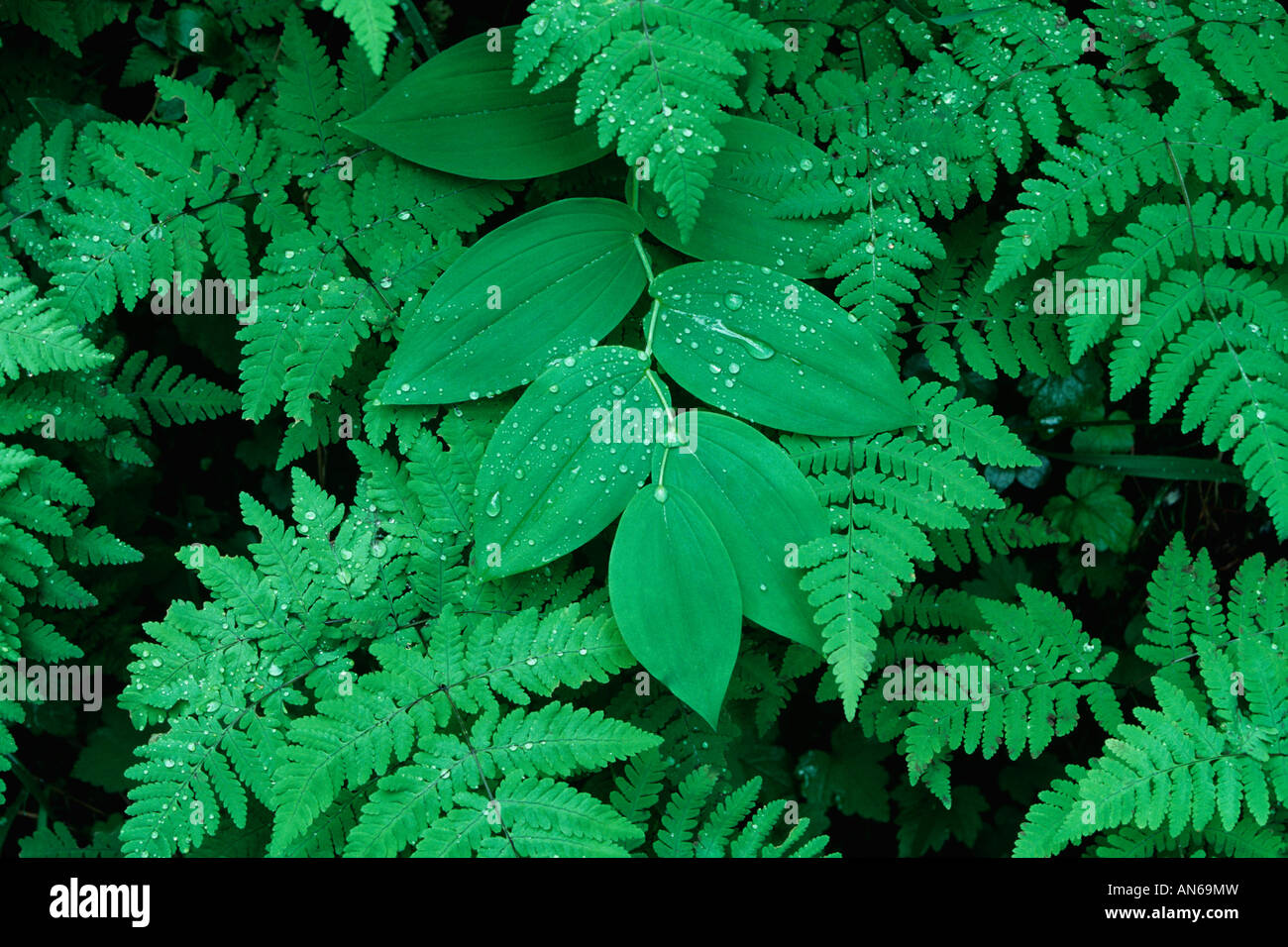 Vining Fern Vine ferns hi-res stock photography and images - Alamy