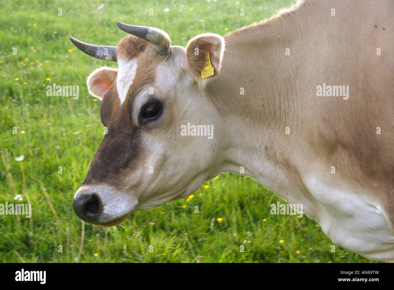 Jersey cow Stock Photo