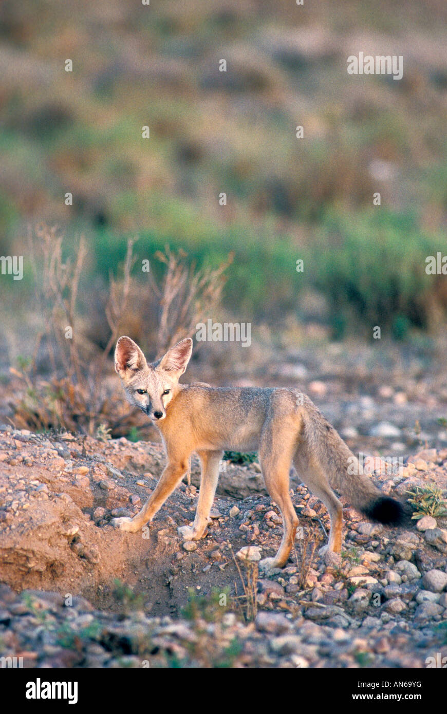 Kit Fox Vulpes macrotis Portal Cochise County ARIZONA United States