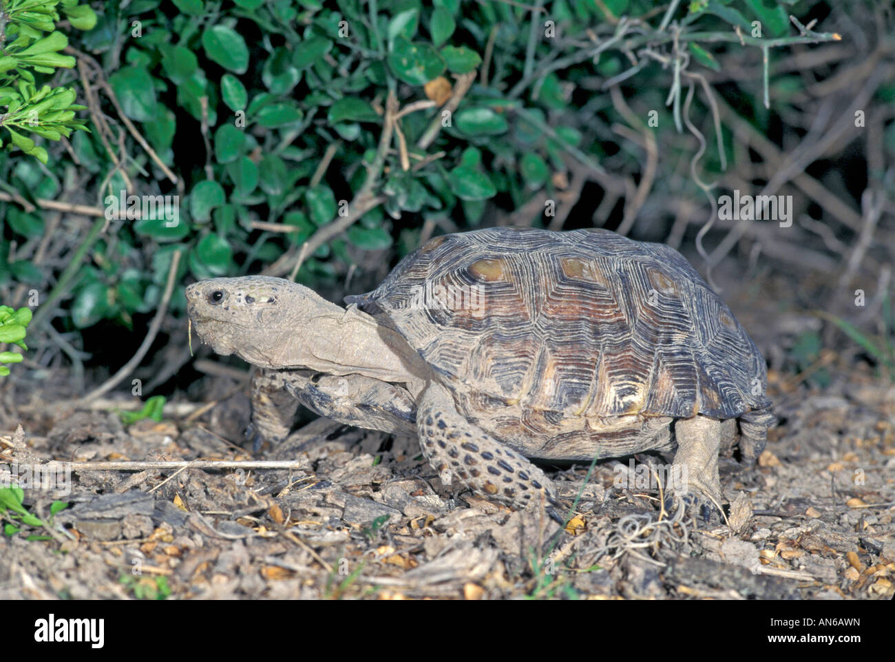 Texas Tortoise Gopherus berlandieri Santa Ana National Wildlife Refuge ...