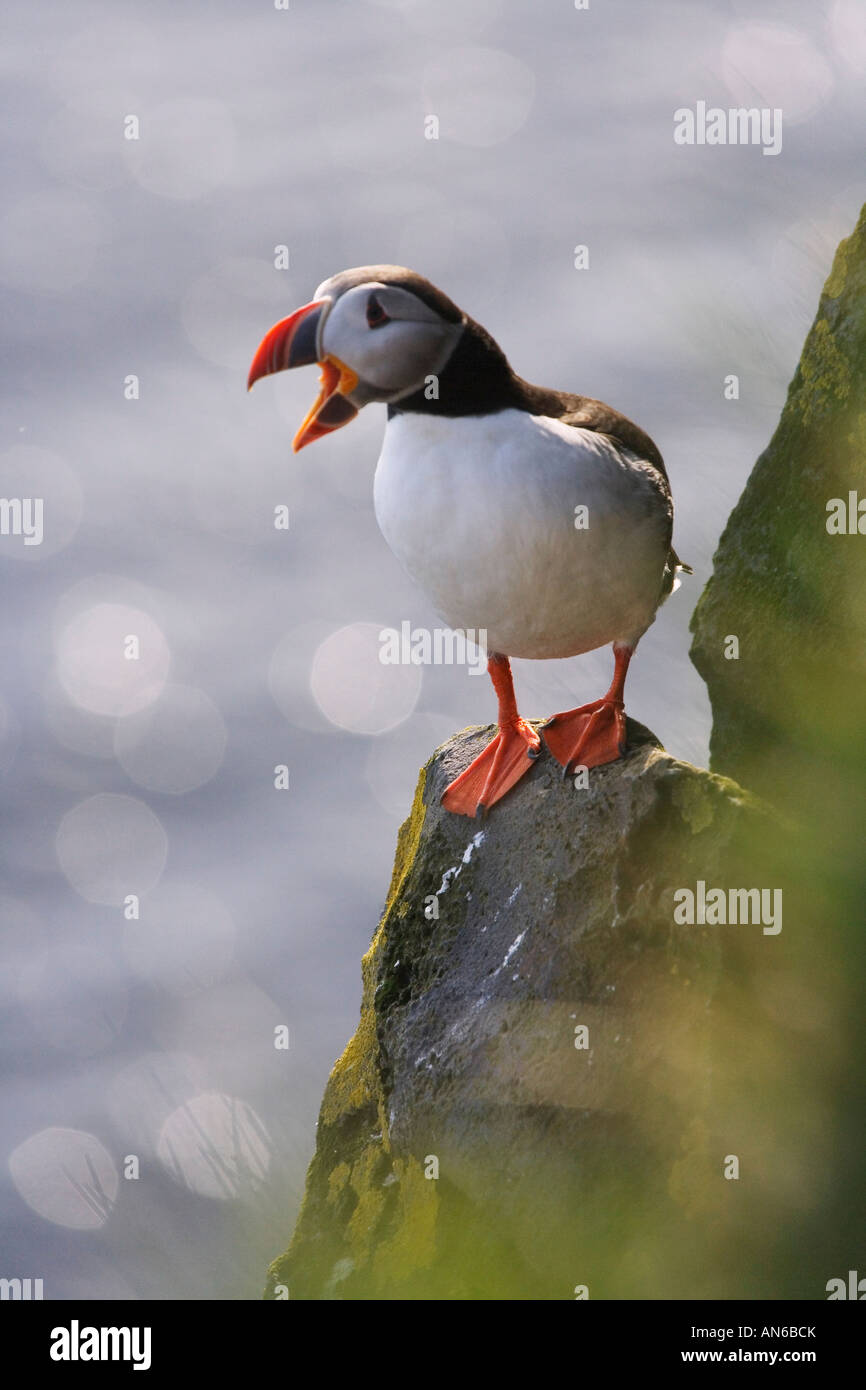 Atlantic Puffin (Fratercula arctica) jump from the rock, Latrabjarg, Iceland Stock Photo