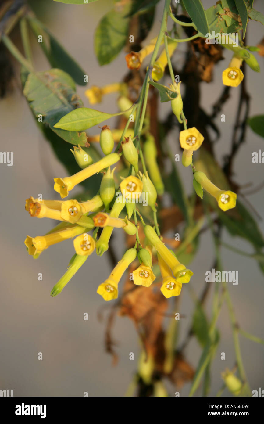 Flowers of the Mustard Tree or Tree Tobacco aka Brazilian Tree Tobacco  Nicotiana glauca Corralejo National Park Fuerteventura Stock Photo