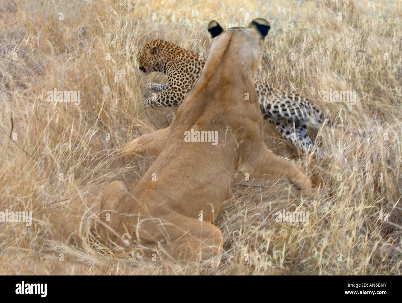 Female lion attacking leopard, Samburu Nature Reserve, Kenya Stock Photo