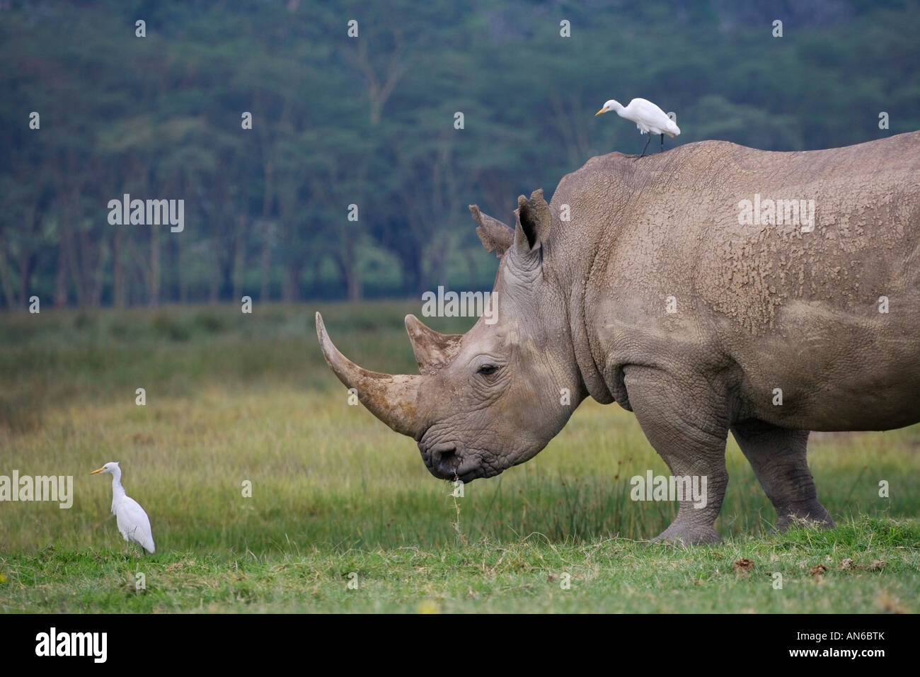 Stork with White Rhino (Ceratotherium simum), Nakuru, Kenya Stock Photo