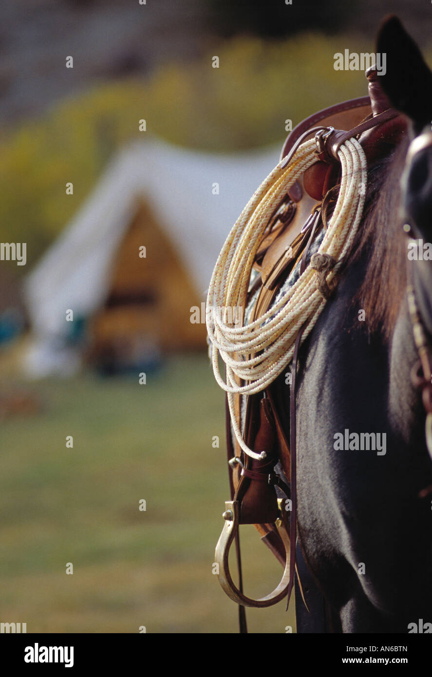 Detail of a rope and horse Stock Photo - Alamy