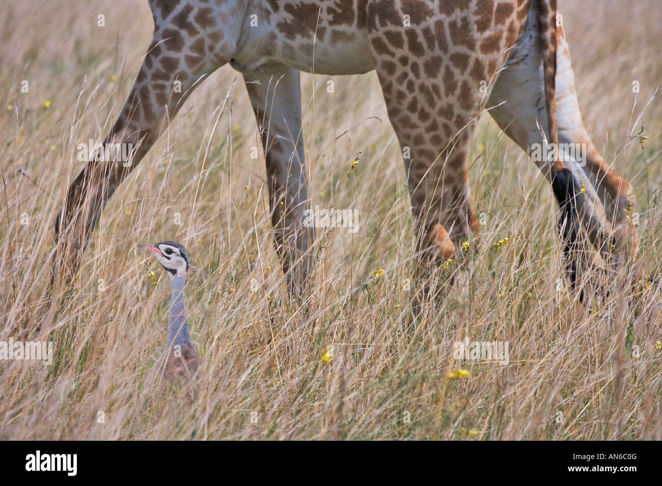 Giraffe and Black-bellied Bustard (Lissotis melanogaster) in the grass, Masai Mara, Kenya Stock Photo