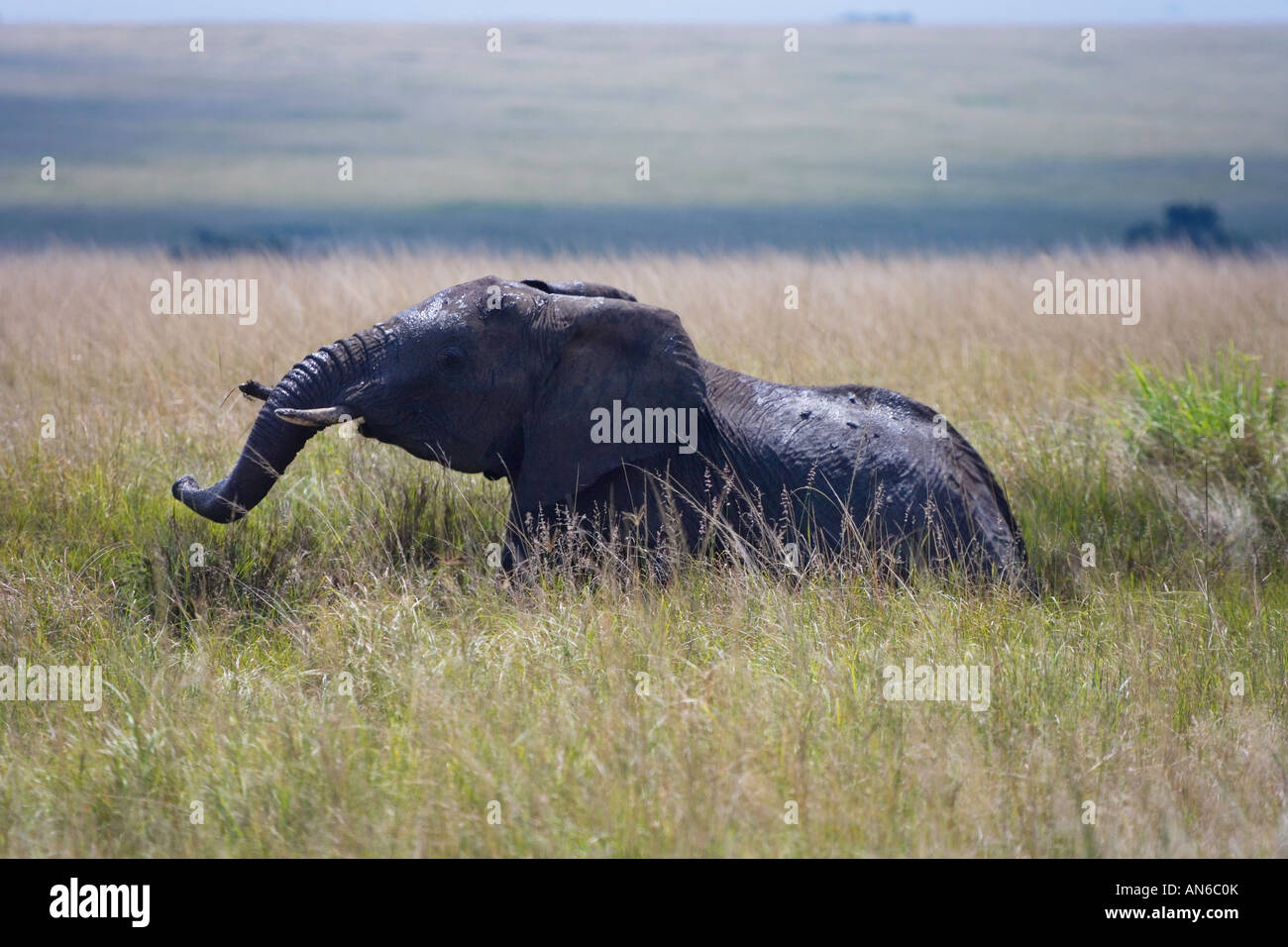 Mud covered elephant in the grass, Masai Mara, Kenya Stock Photo