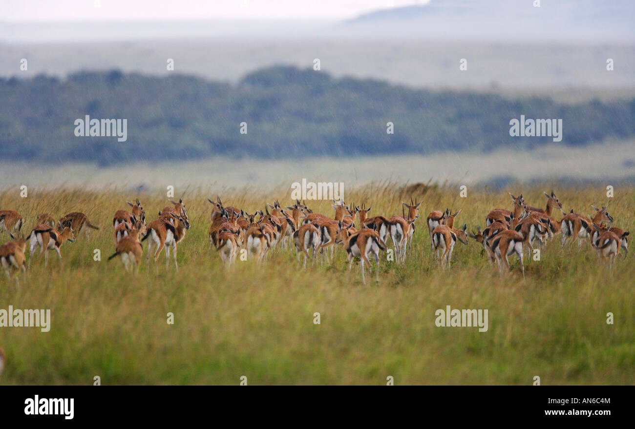 Thomson's Gazelle (Gazella thomsoni) on the Savannah in the rain, Masai ...