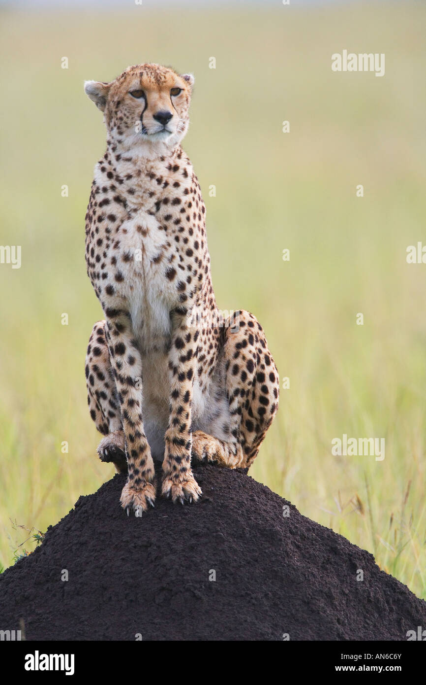 Cheetah (Acinonyx jubatus), Masai Mara, Kenya Stock Photo