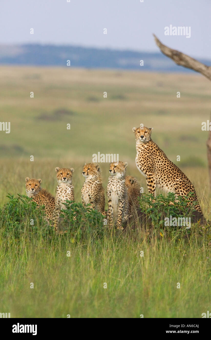 Cheetah (Acinonyx jubatus) mother with cubs, in the grass, Masai Mara, Kenya Stock Photo