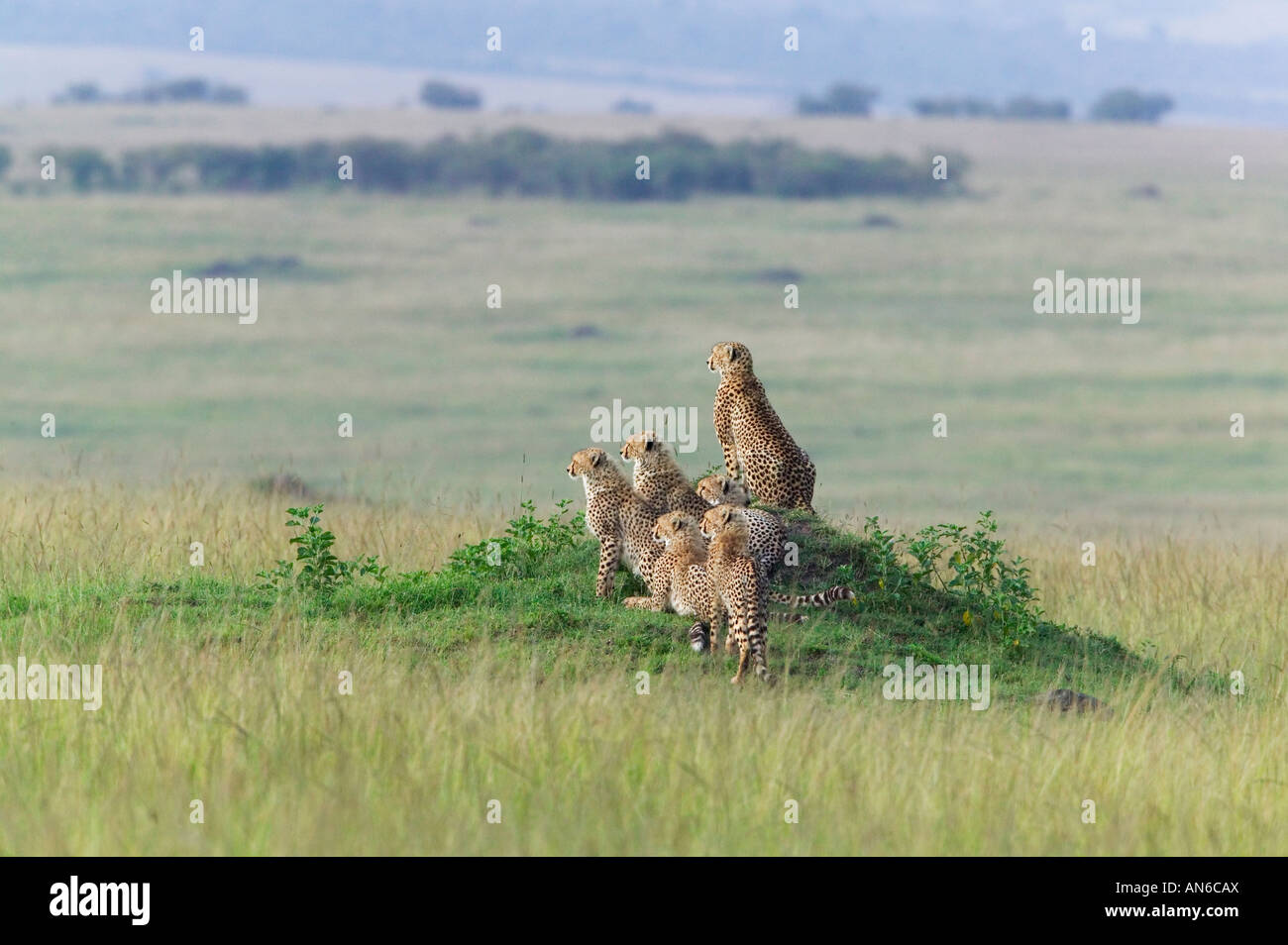 Cheetah (Acinonyx jubatus) mother with cubs, in the grass, Masai Mara, Kenya Stock Photo