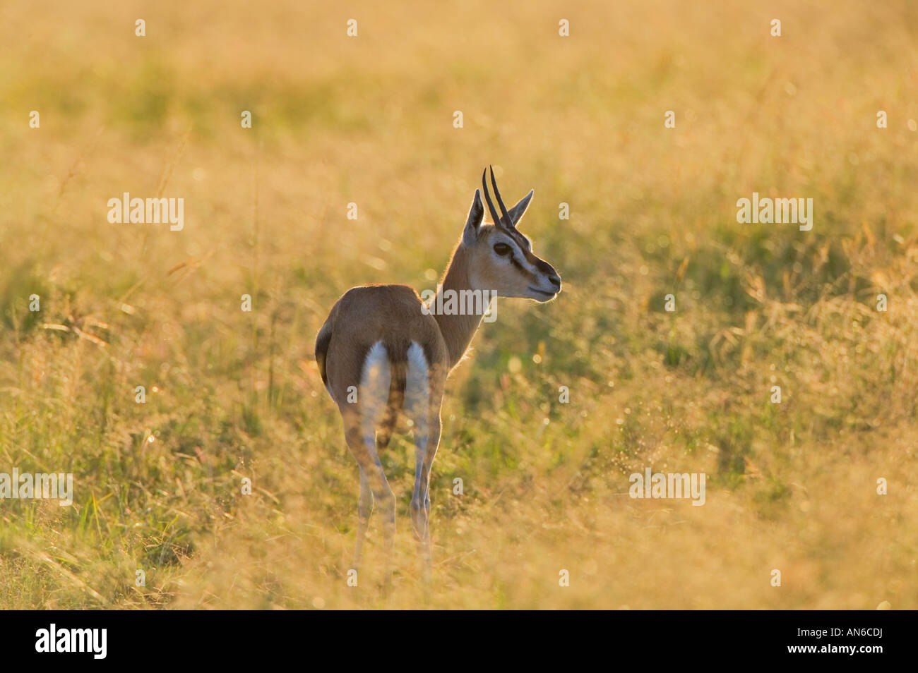 Thomson's Gazelle (Gazella thomsoni) on the savannah, Masai Mara, Kenya ...
