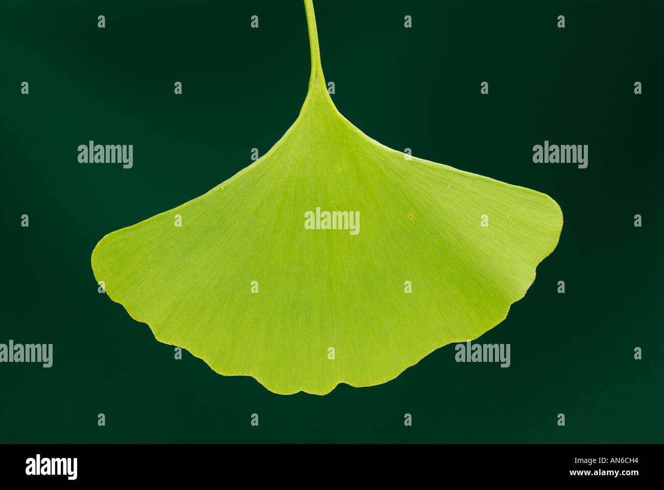 Ginkgo biloba leaf against green background Stock Photo