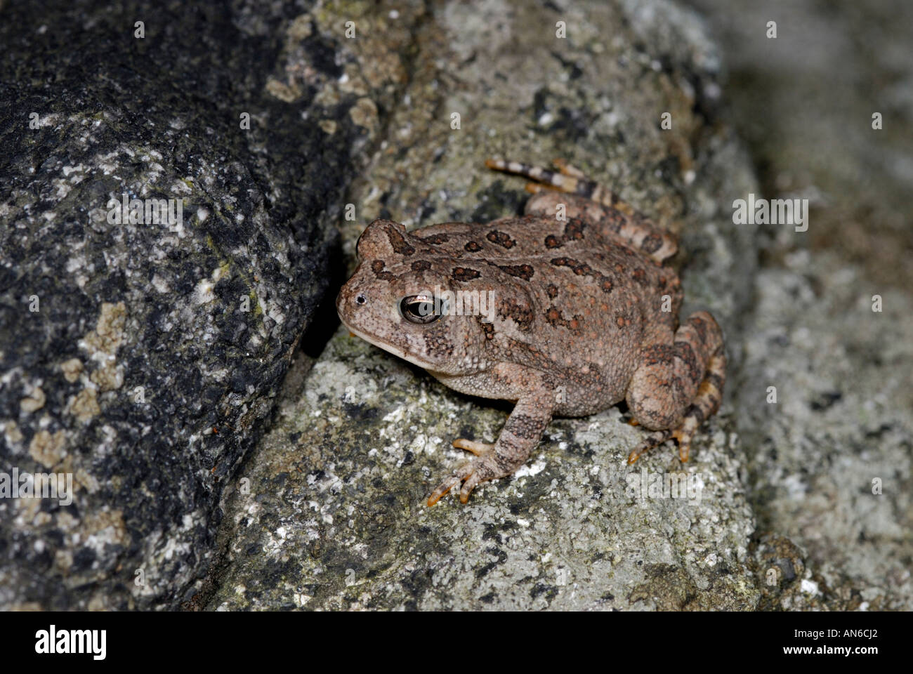 Fowler's toad, Bufo fowleri Stock Photo Alamy
