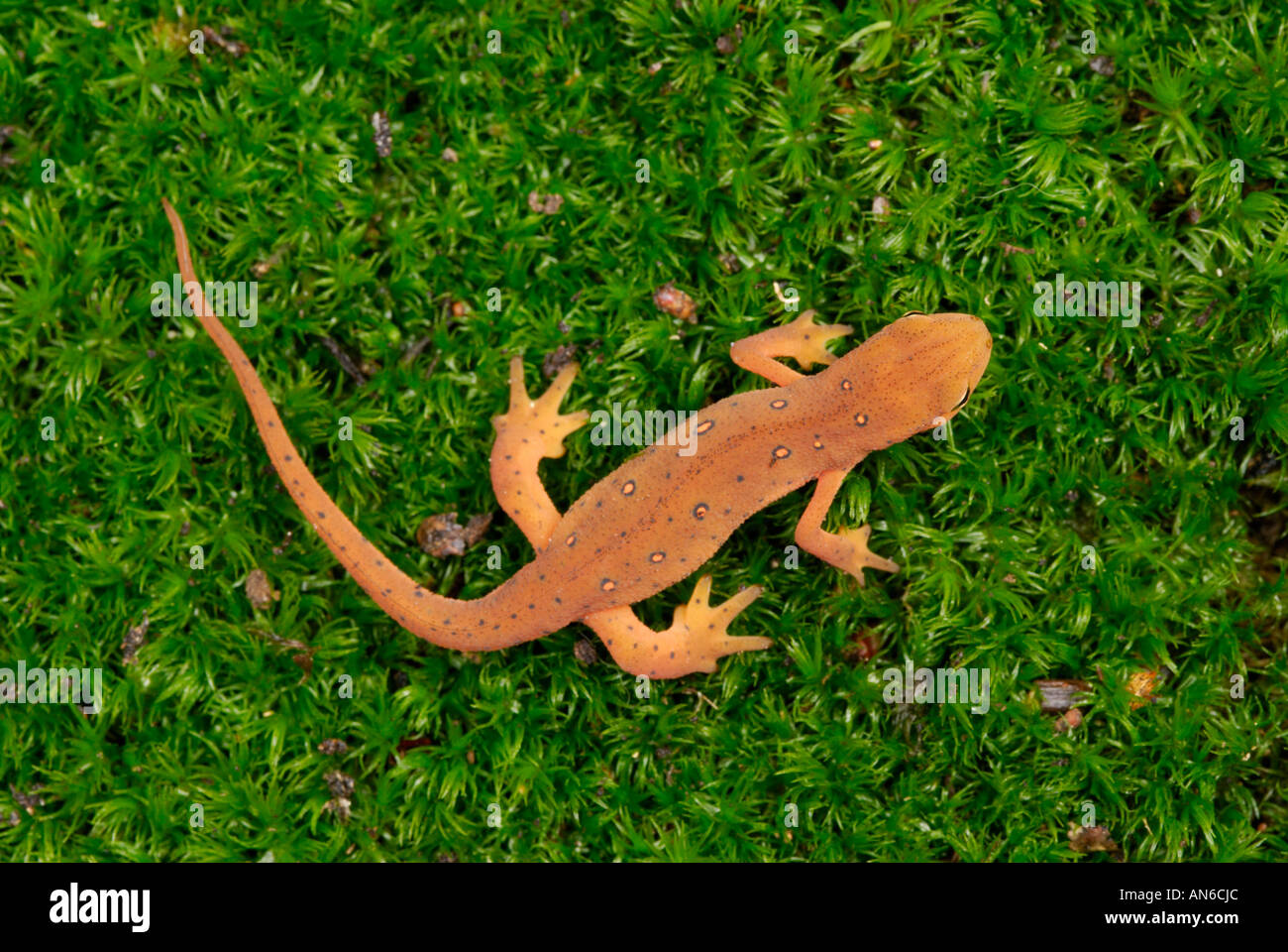 Eastern (or "red-spotted") newt Notophthalmus viridescens juvenile in red eft stage Stock Photo