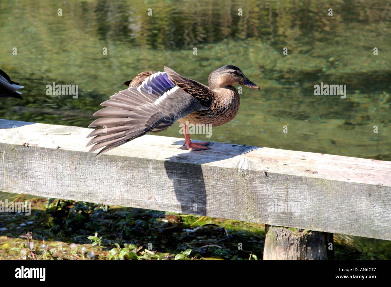 Mallard duck spreading wings showing blue speculum Bavaria Germany Stock Photo