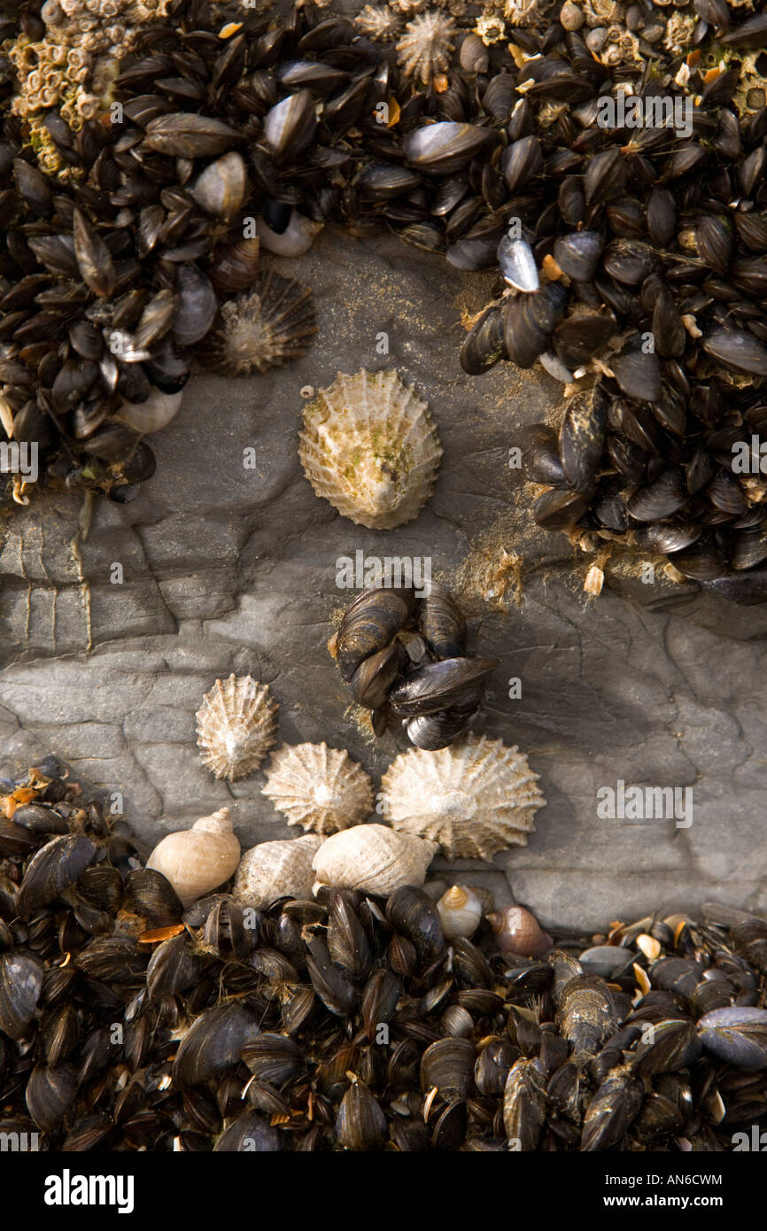 Tresaith Beach Ceredigion Cardiganshire Mollusks etc stuck to rock Stock Photo