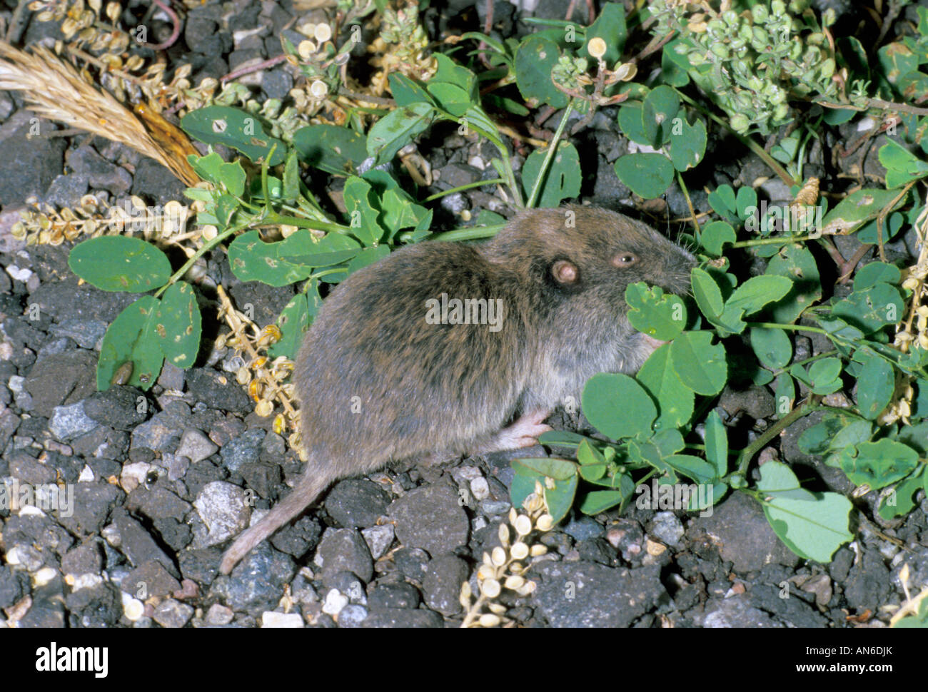 Northern Pocket Gopher Thomomys talpoides Yellowstone National Park