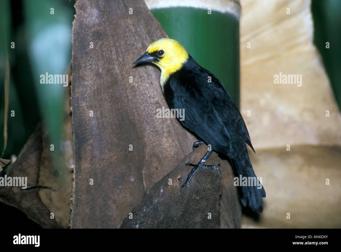 Yellow-hooded Blackbird Chrysomus icterocephalus Trinidad West Indies February Adult Male Icteridae Stock Photo