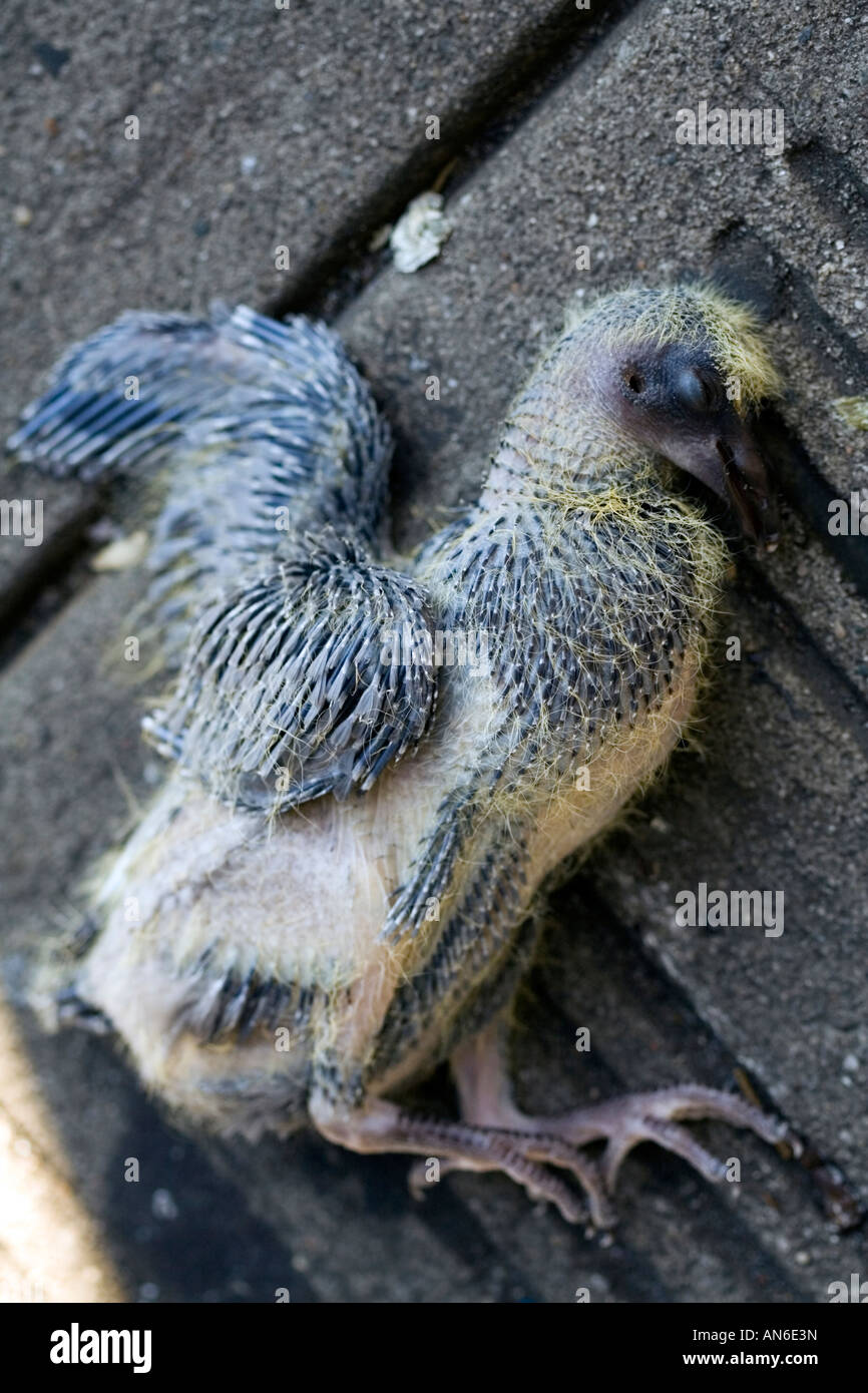 Dead Baby Pigeon Stock Photo Alamy
