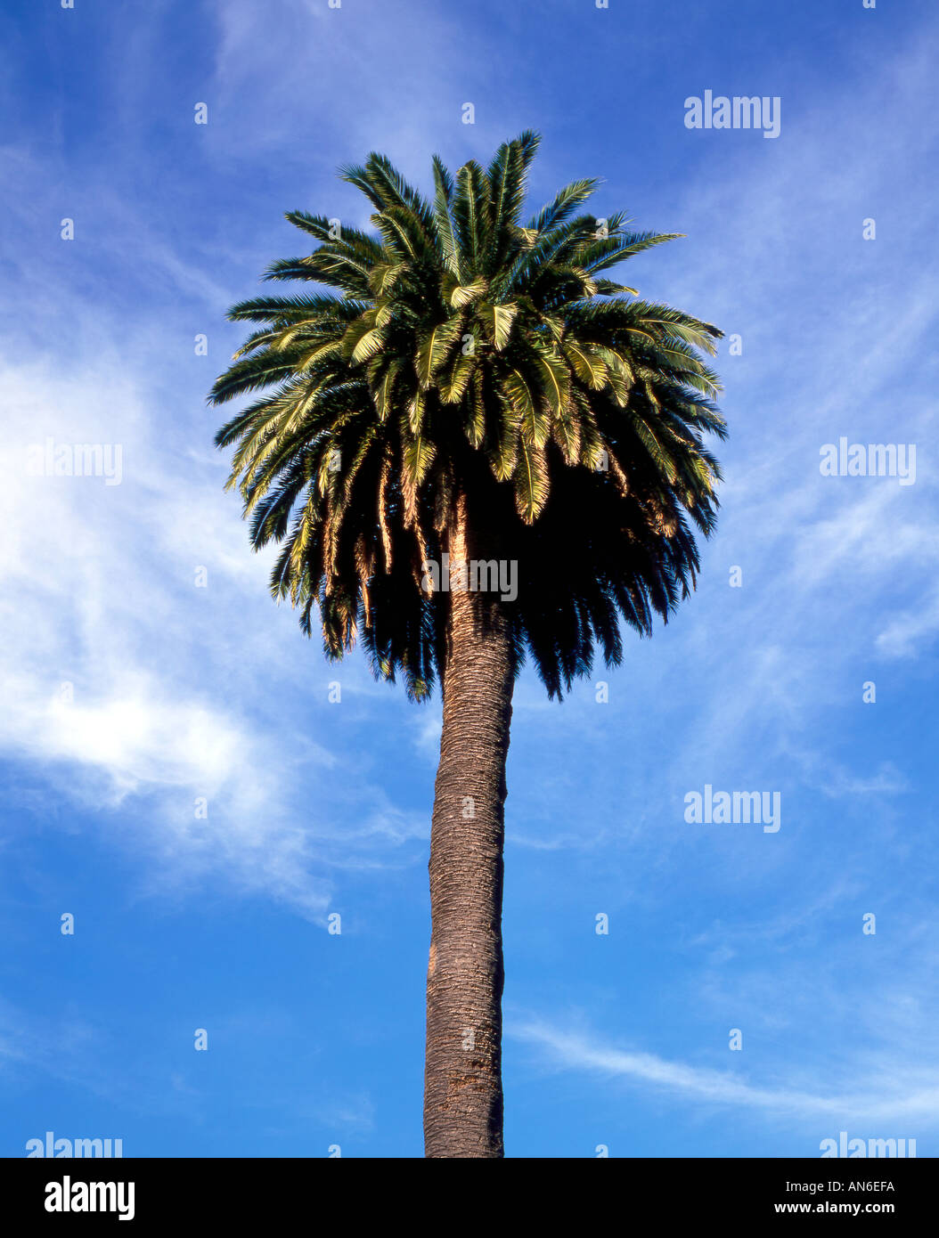 California palm tree Stock Photo Alamy