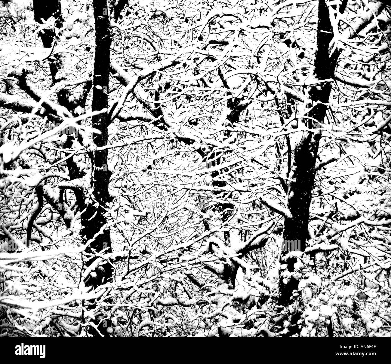 Snowy day in forest Black and White Stock Photos & Images - Alamy