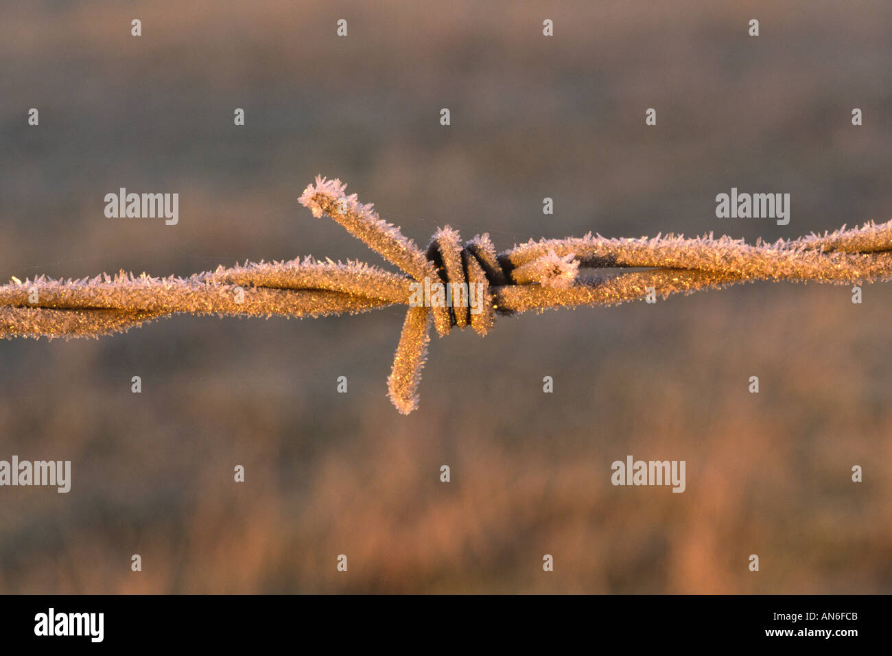 Detail of frost covered barbed wire fence Stock Photo