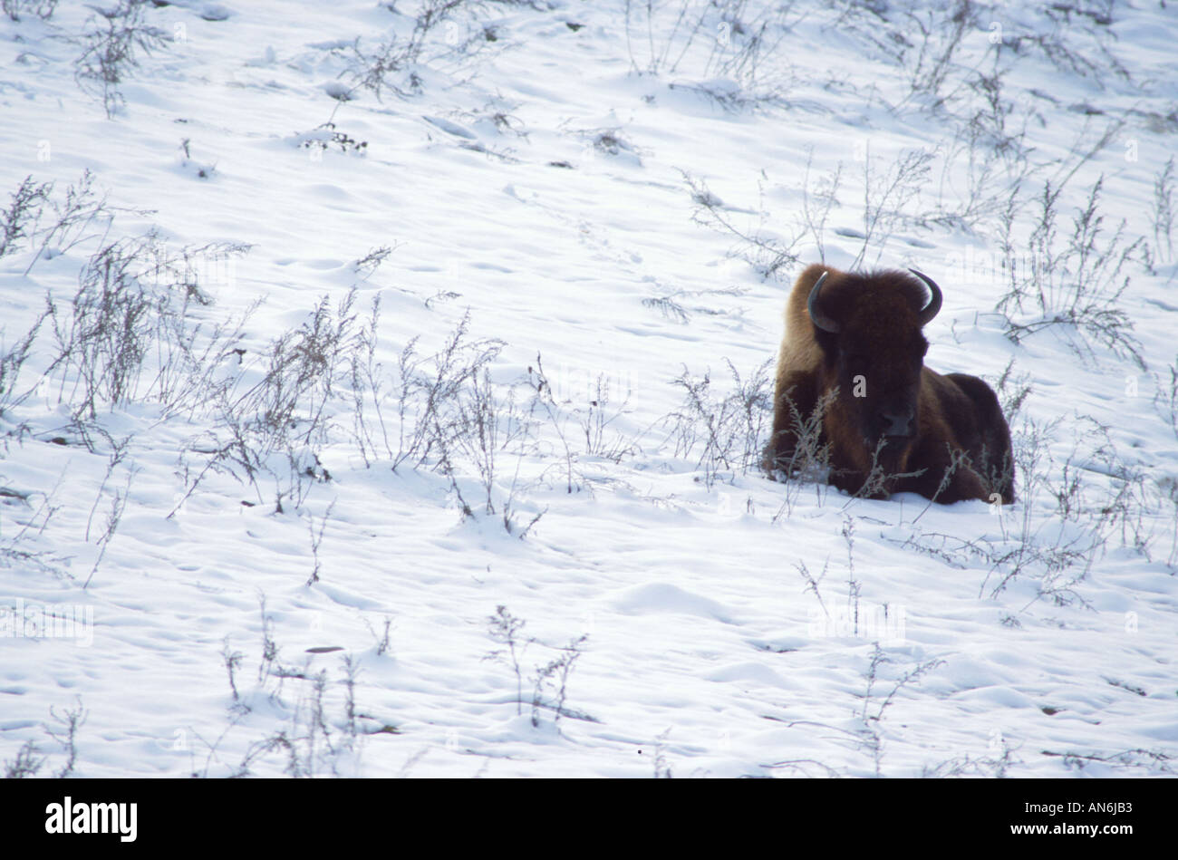 Bison Bison bison in snow USA Stock Photo - Alamy