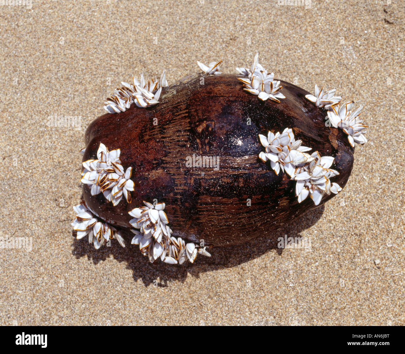 Kokosnuss am Strand mit Muscheln bewachsen coconut overgrown with shells on the beach Thailand Stock Photo