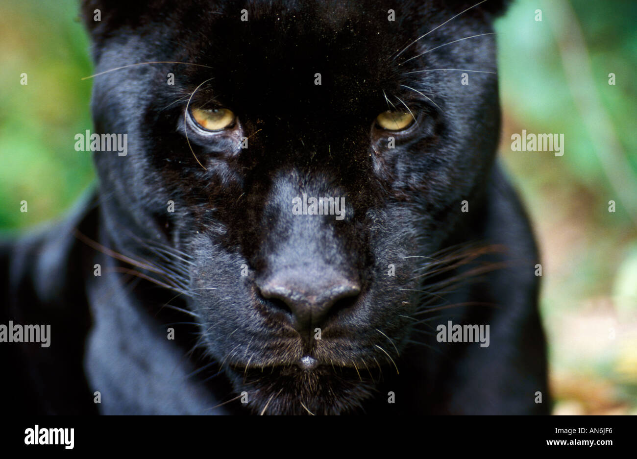 Belize jaguar big cat animal hi-res stock photography and images - Alamy