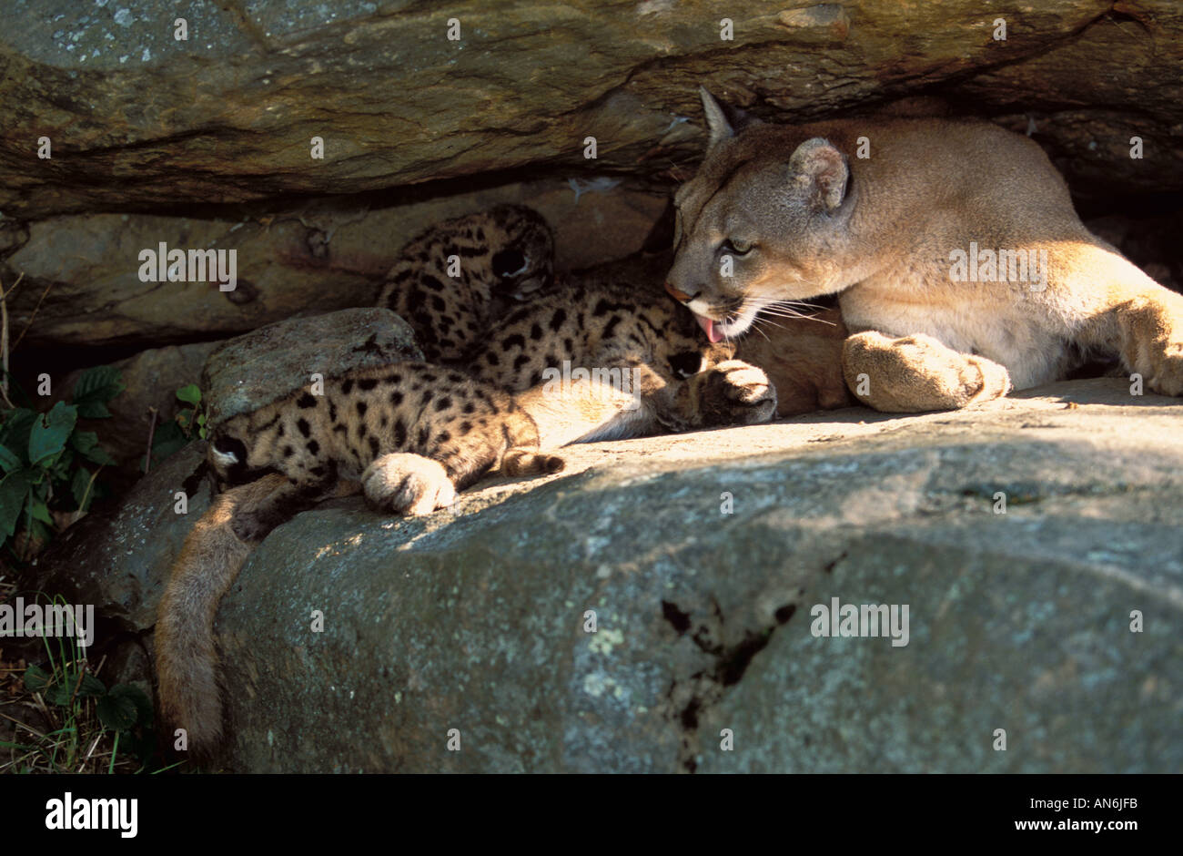 Mountain Lion Cougar Puma Felis concolor female with cub hiding in den under rocks USA Stock Photo
