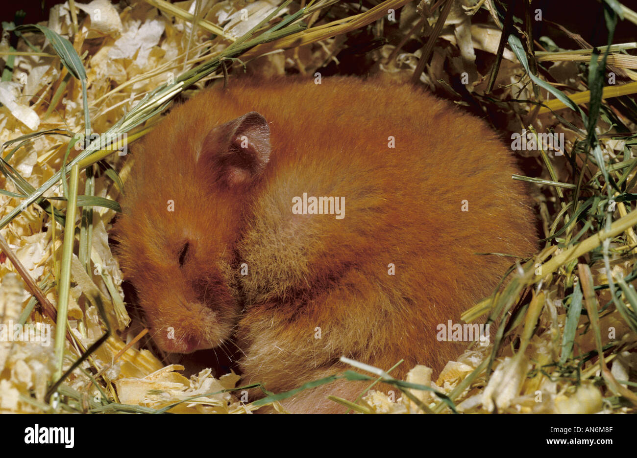 Sleeping hamster hires stock photography and images Alamy