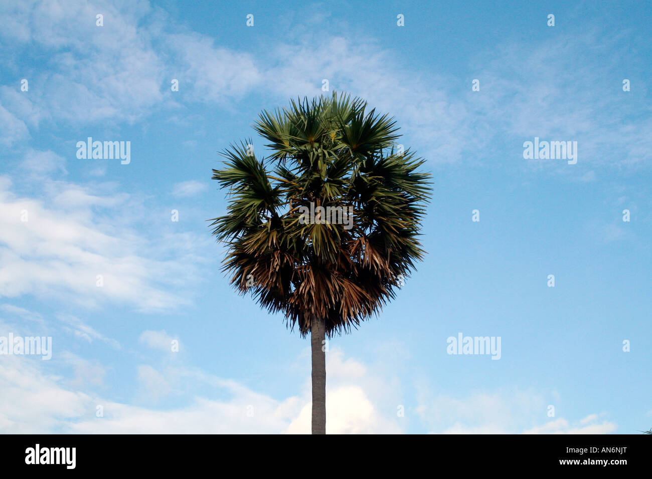Palm tree silhouetted against blue sky with wispy clouds Stock Photo ...