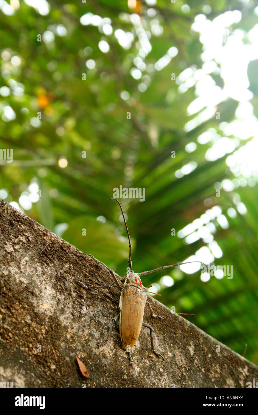 Brown cricket or beetle-like insect on a wall Stock Photo