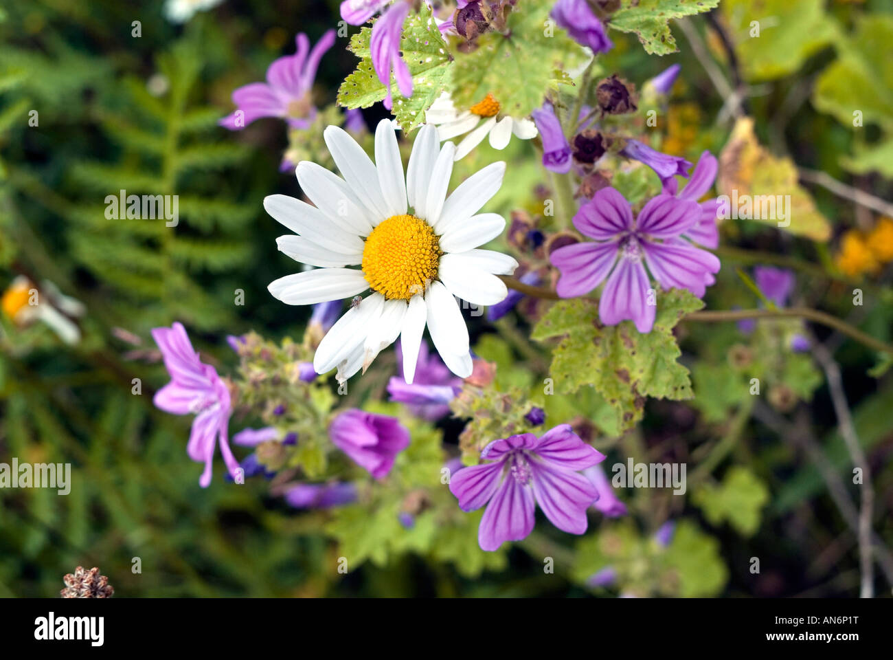 Common Mallow Malva sylvestris perennial herb flower Oxeye daisy chrysanthemum leucanthemun Stock Photo