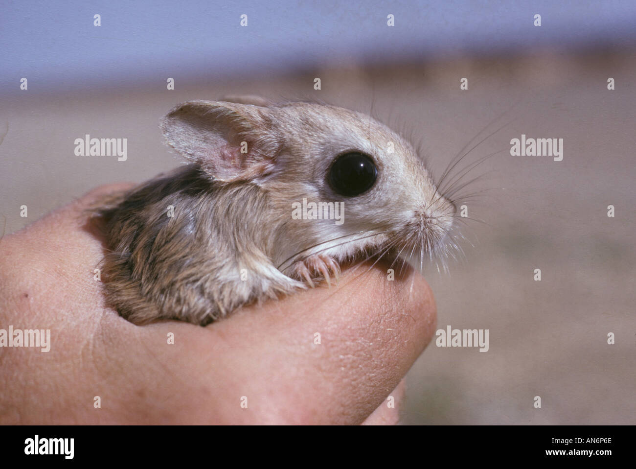 Jaculus jaculus hires stock photography and images Alamy