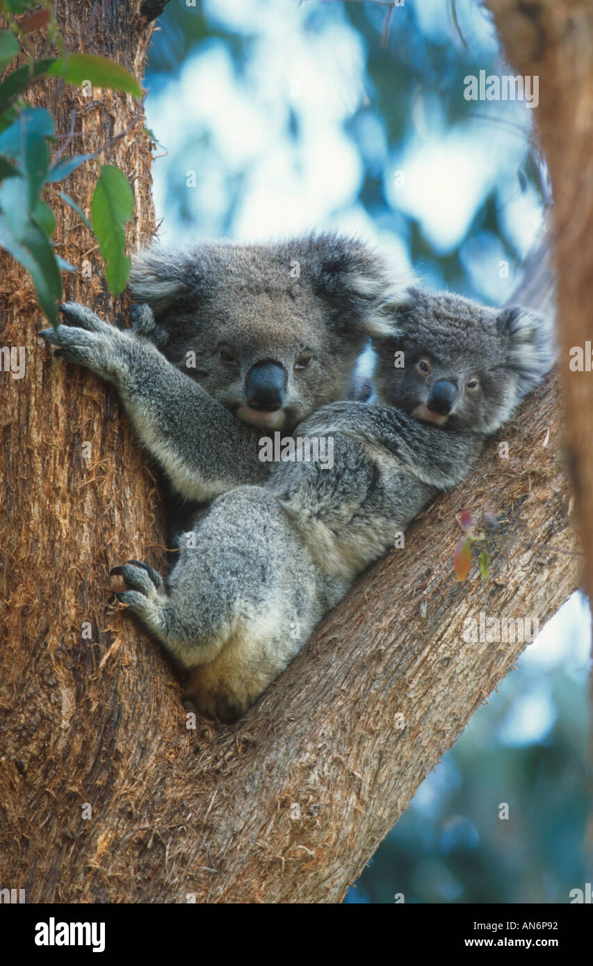 Koala Phascolarctos cinereus With young Australia Stock Photo - Alamy