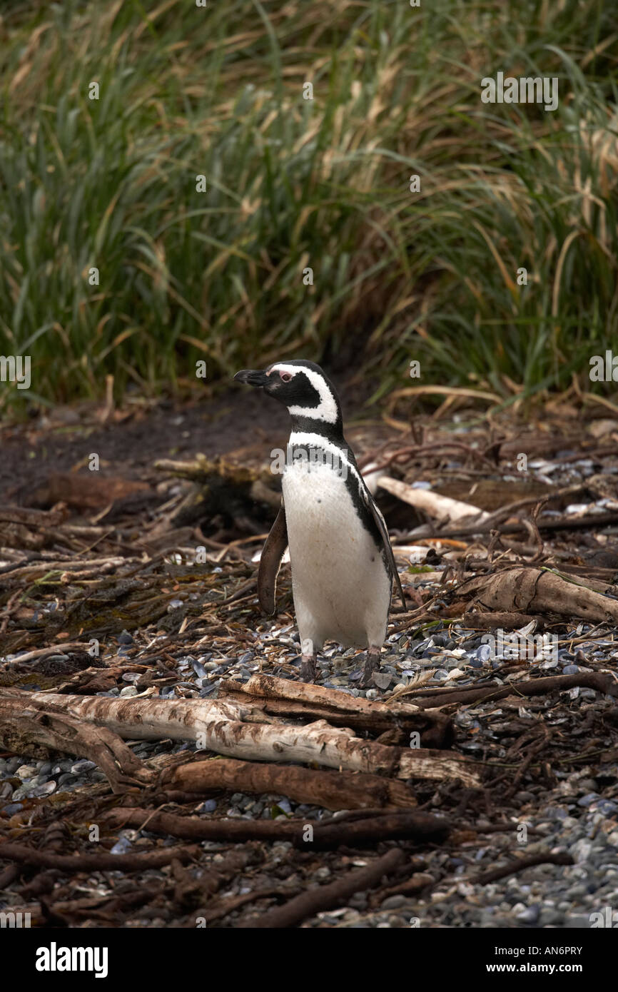Magellanic Penguins on Tucker Island Patagonia Chile Stock Photo - Alamy