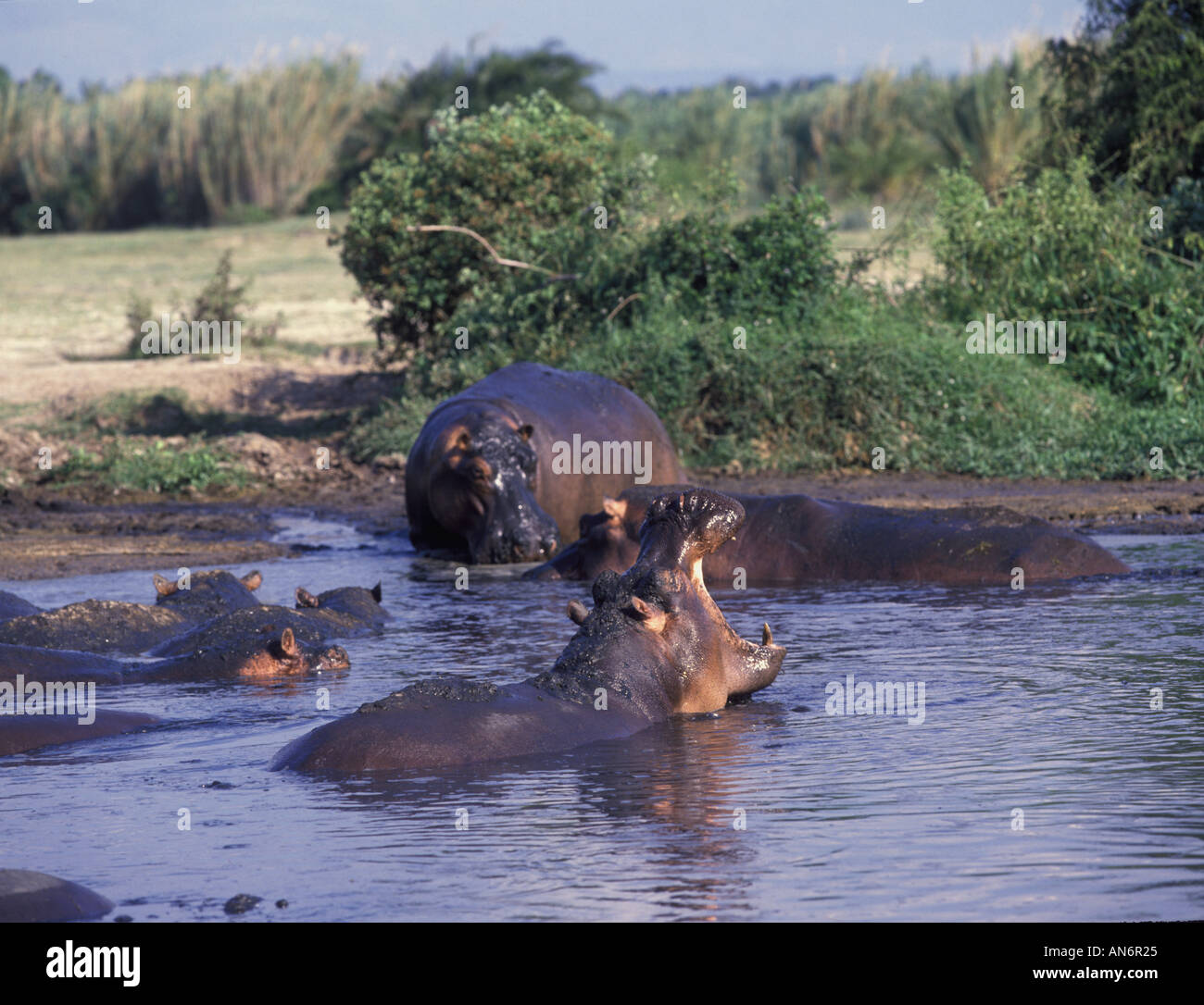 Hippopotamus Hippopotamus amphibius Group in water one yawning Stock Photo