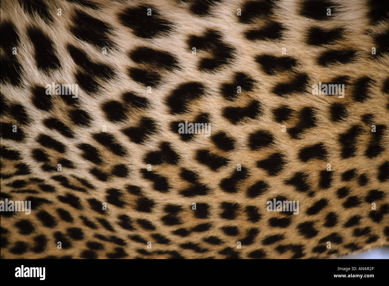 Normal Leopard Leopards skin hi-res stock photography and images - Alamy